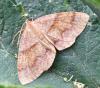 Plagodis pulveraria